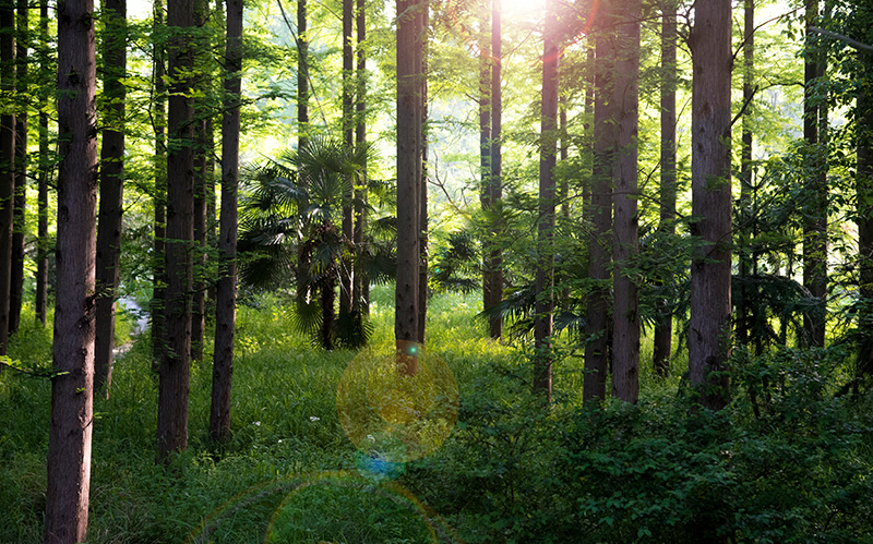 曾经“没有树”的城市，如今有了一片“科技林”